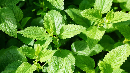 薄荷